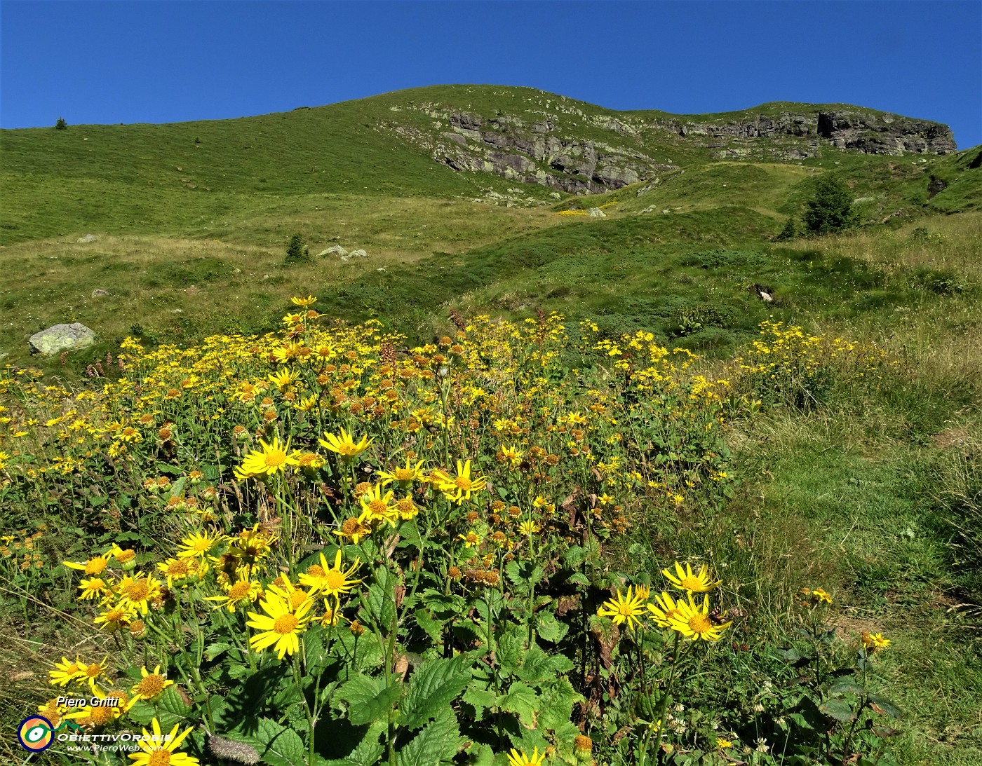 18 Estese gialle fioriture alle pendici del soprastante Monte Avaro.JPG